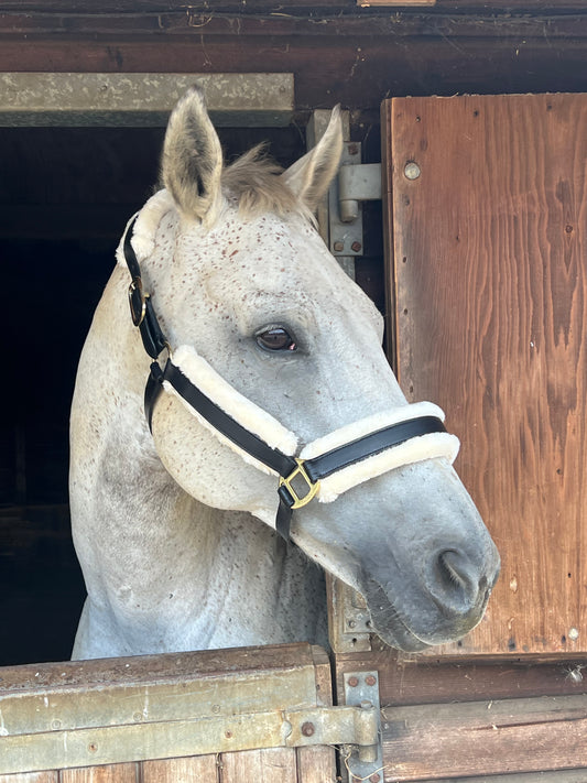 Leather Headcollar with Faux Fur Lining