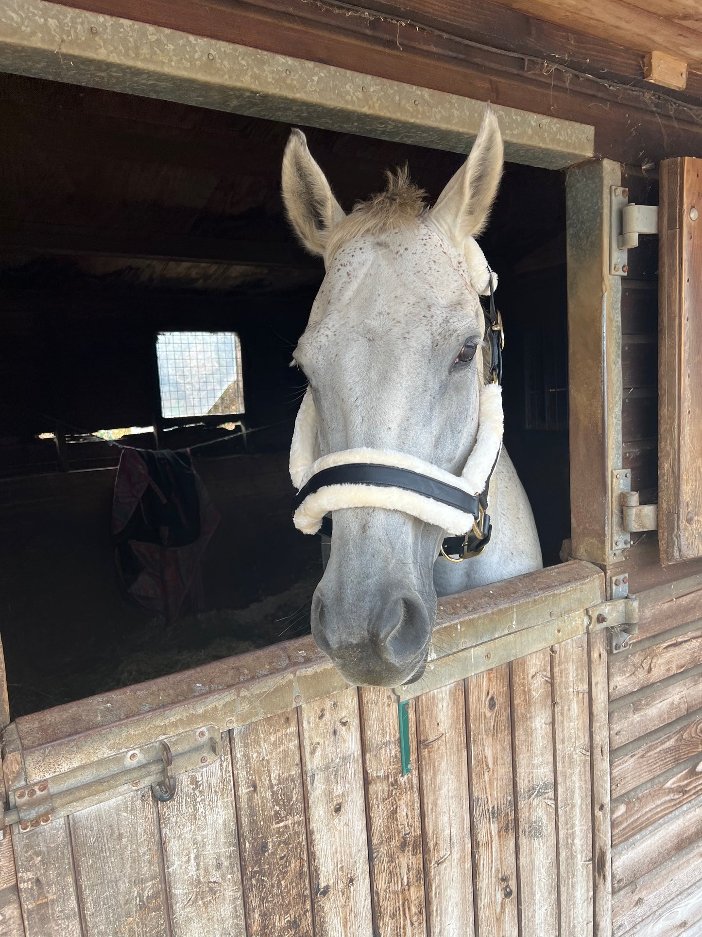 Leather Headcollar with Faux Fur Lining