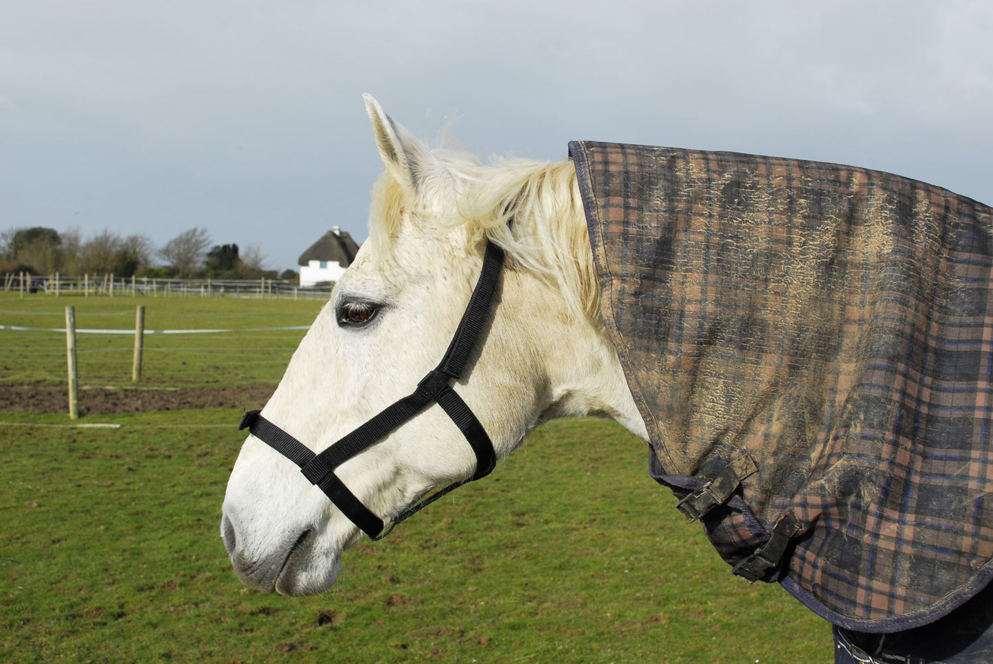 Rhinegold (Metal Free) Field Safe Headcollar