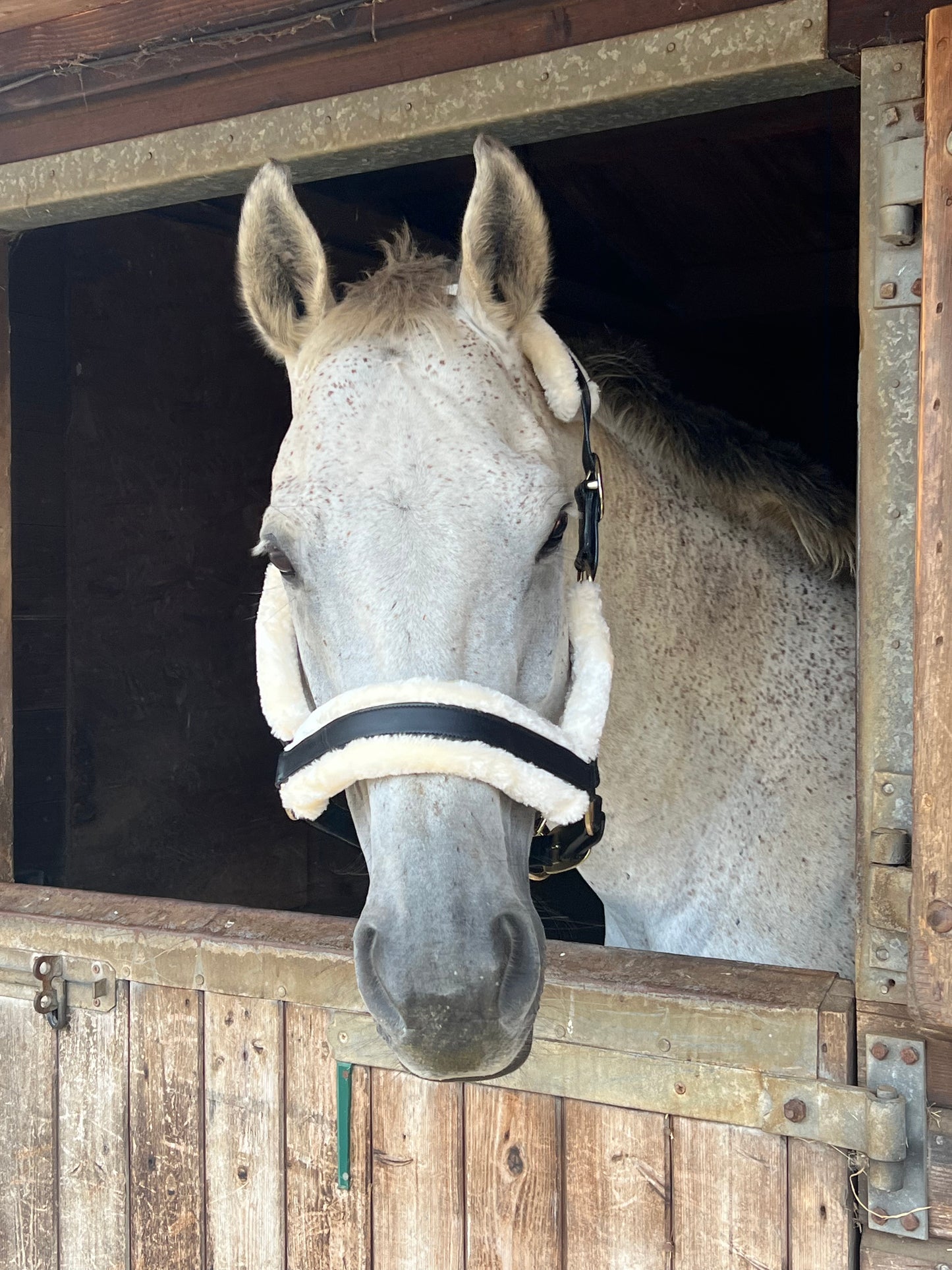 Leather Headcollar with Faux Fur Lining